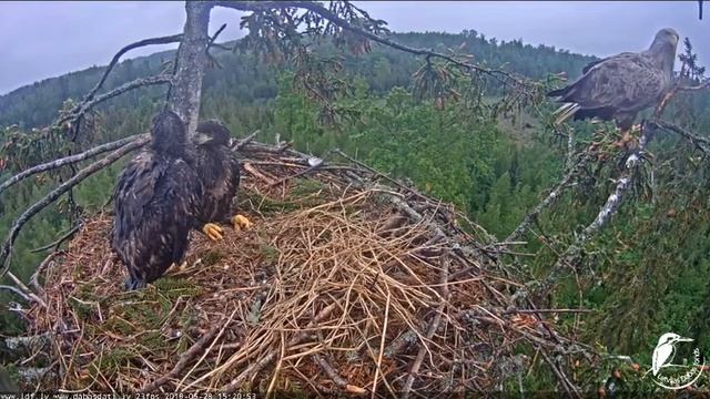 LDF Juras erglis Haliaeetus albicilla 2019 05 28 1518 смотреть онлайн