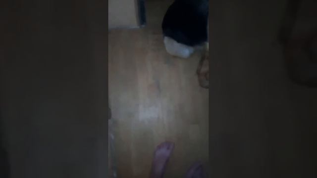 Отдают собаку!!?? смотреть онлайн