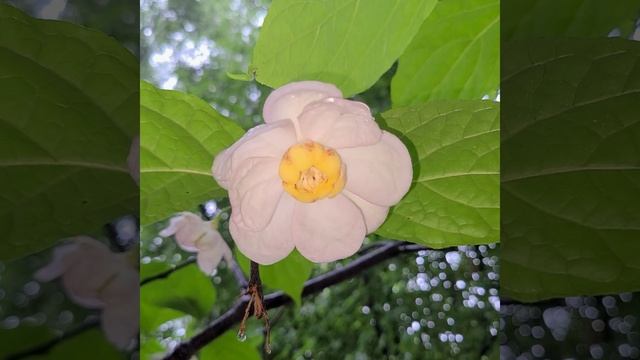 Chinese sweet shrub, 중국받침꽃나무, なつろうばい (夏臘梅)Calycanthus chinensis смотреть онлайн