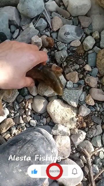 RED SPOTTED TROUT 🐟#fishing #fish #shorts #shorttrending #short #shortsvideo смотреть онлайн