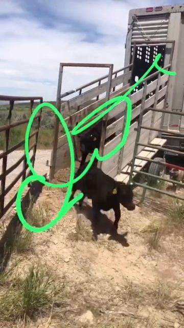 Transportando vaquitas смотреть онлайн