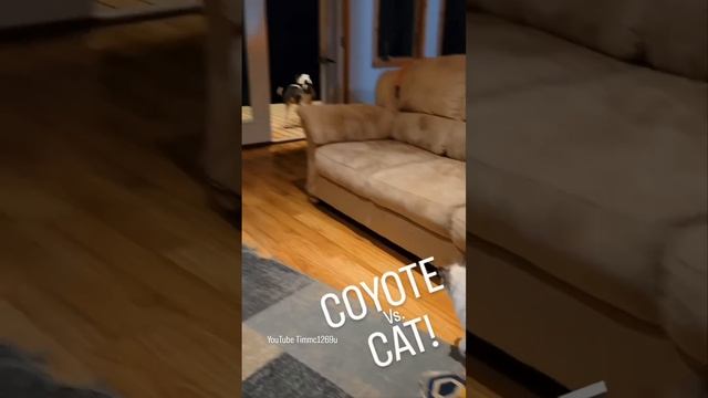FIGHT SCENES!! CAT Vs. COYOTE! #weavethecoyote #howiedewitt #duckholliday #straykids #shorts #short смотреть онлайн