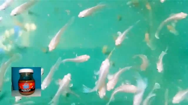 今日の餌は、タマミジンコ! смотреть онлайн