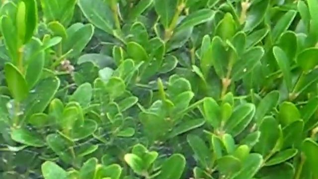 Funnel Web Spider Killes Cricket смотреть онлайн