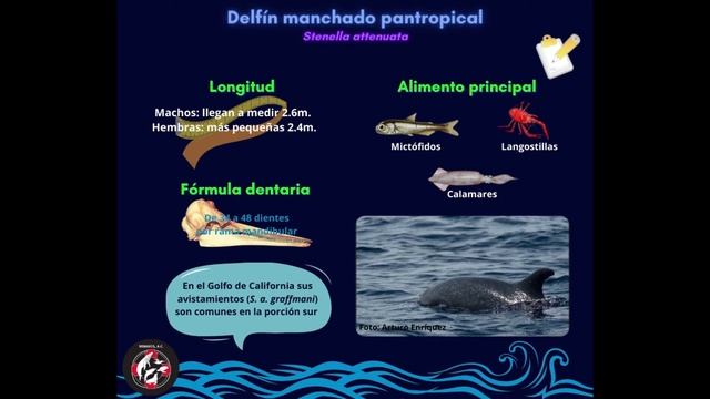 Ficha #9. Delfín manchado pantropical смотреть онлайн