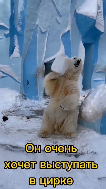 Милый озорной мкдведь