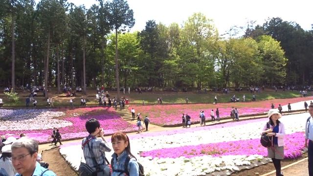 20170429 Shiba-zakura (Phlox subulata) Hitsujiyama Park, Japan смотреть онлайн