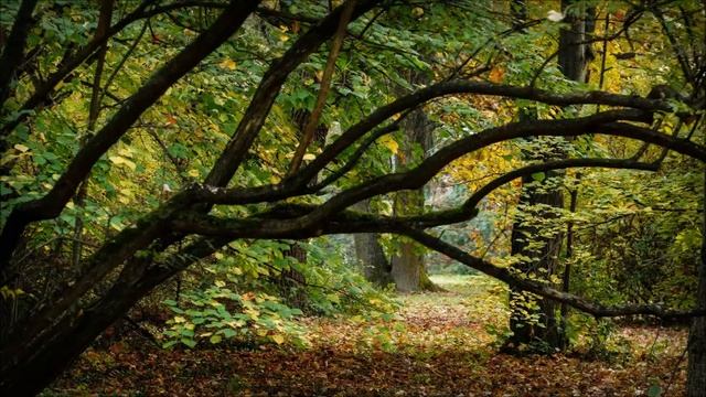 Gryllus Vilmos - Hallgatag erdő смотреть онлайн