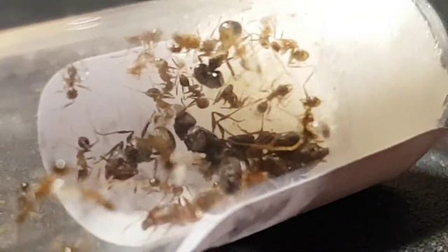 Pheidole noda en Camponotus nicobarensis - Unboxing + Introductie смотреть онлайн