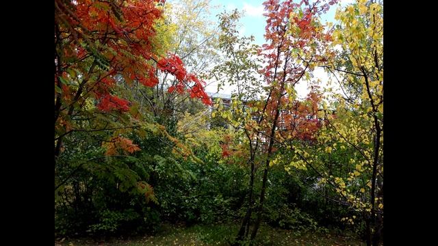 Золотая осень в Барнауле