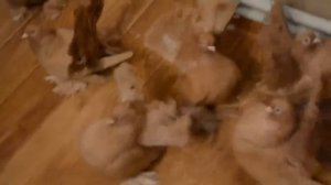 Статные голуби. Мымриков А А