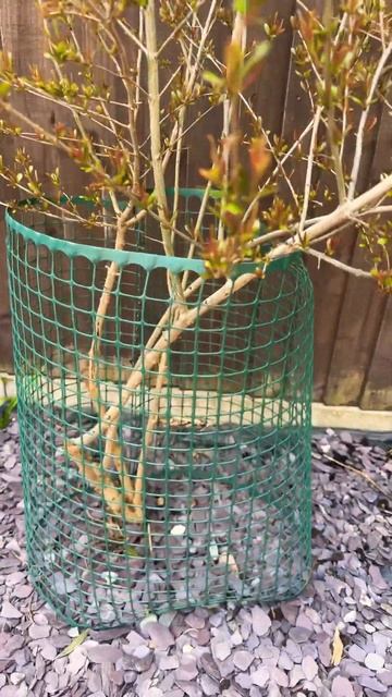 A look at my seed grown pomegranate tree 🌱 смотреть онлайн