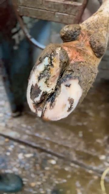 Removed dead hoof tissue #hooftrimming смотреть онлайн