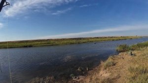В поисках речного сазана: Открываем загадки реки