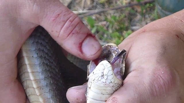 Hognose Snake anti-predator thanatosis display part 2 смотреть онлайн
