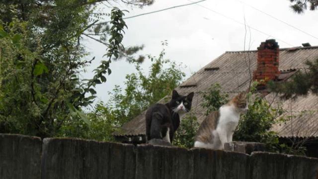 КОШКА.wmv смотреть онлайн