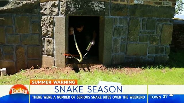 Snake Season - Snake Bites In Melbourne (Australia). Mark Pelley The Snake Hunter On The Today Show