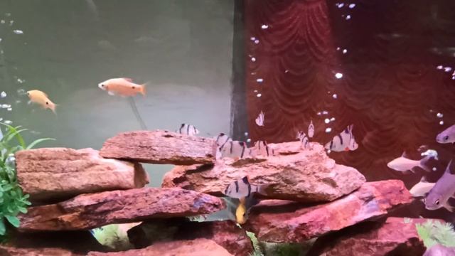 My Community Fish Tank with Tinfoil barb ,Tiger barb, Rosy Barb, Yellow Morph,Silver Shark смотреть онлайн