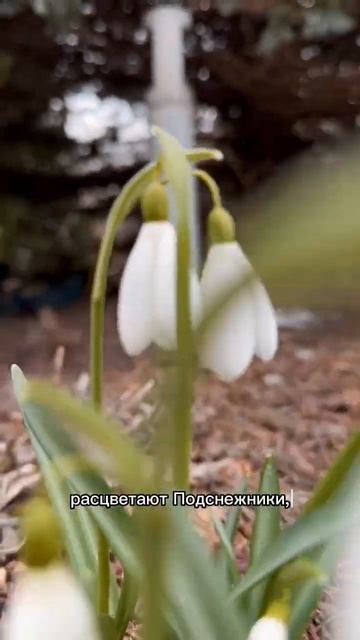 Подснежники в саду #сад #малоуходныйсад #садовод #красота #ландшафтныйдизайн #природа #всевсад