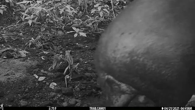 Male Baird's Tapir captured on a camera trap in Drake Bay, Costa Rica - April 21, 2021 смотреть онлайн