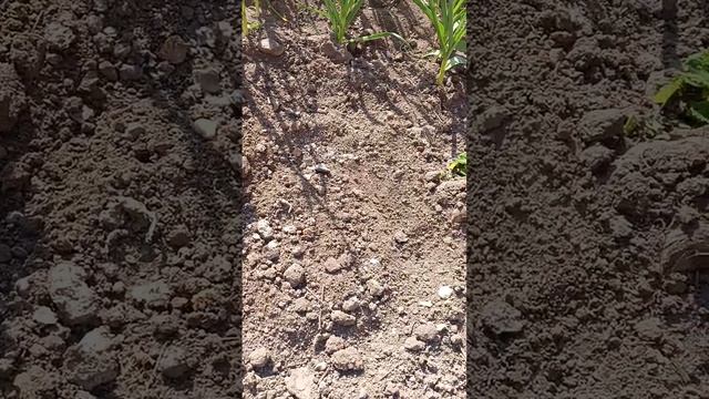 ПИОНЫ САЖАЮ ВЕСНОЙ смотреть онлайн