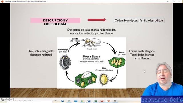 Insectos y sus daños смотреть онлайн