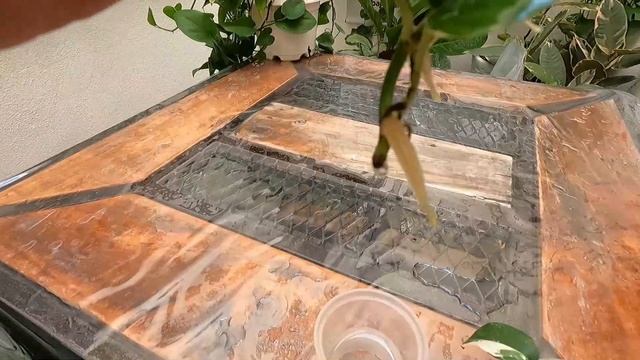 Cara Mudah Biak Epipremnum Pinnatum Variegated смотреть онлайн