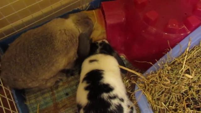 Emmy the movie star and Pip with their BS stocking.MOV смотреть онлайн