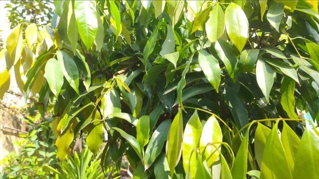 How to Care Lychee plant | How to make Lychee tree bear fruit | Care Tips for more fruits in Englis