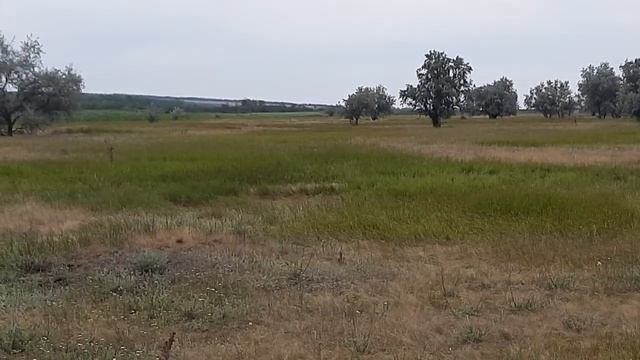 маслина першопроходець