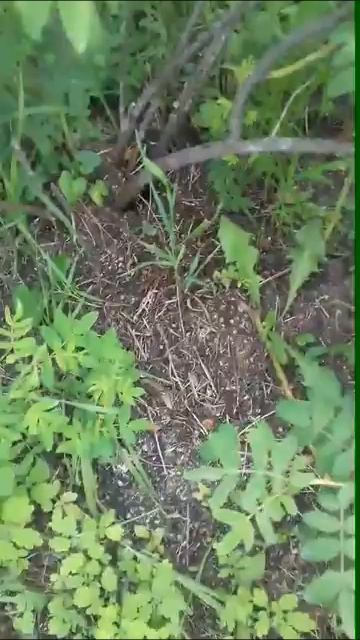 Мельком калина и муравейник под шиповником вытравлен * смотреть онлайн