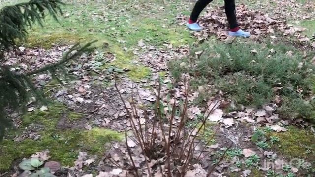 Влог 1/24 //открываем сезон на даче//зайцы объели кору на яблоньке. смотреть онлайн