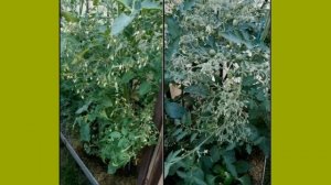 Огромная разница_ томаты Карамель желтая и Ожерелье желтое.