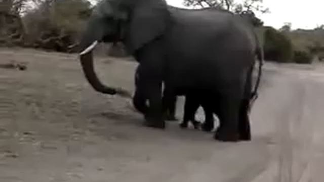 Чихающий слоник))) прикол смотреть онлайн