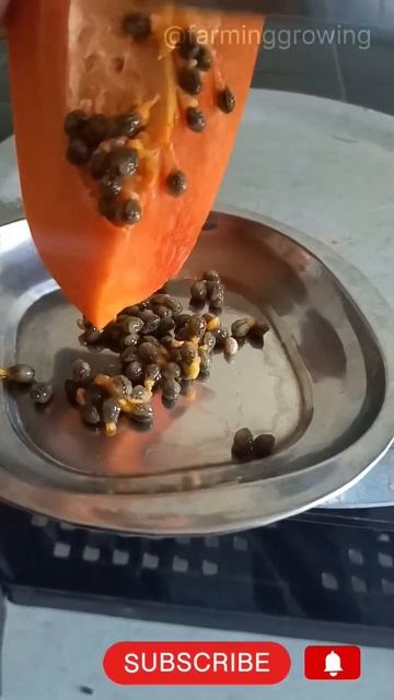 The Health Benefits of Papaya Seeds: An Informative Guide смотреть онлайн