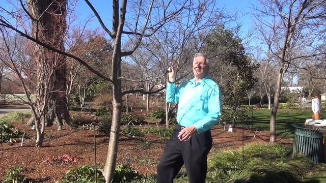 In the Garden with Dave Forehand: Flowering Cherry Trees смотреть онлайн