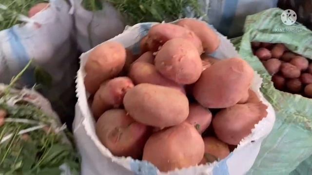 НАРХИ ОПТОМ БОЗОРИ РЕГАР НАРХО АРЗОН ИМРУЗ ПОМИДОР ОГУРЦЫ БОДРИНГ КАРТОШКА САБЗИ ТАРБУЗ 12 мая 2022 смотреть онлайн