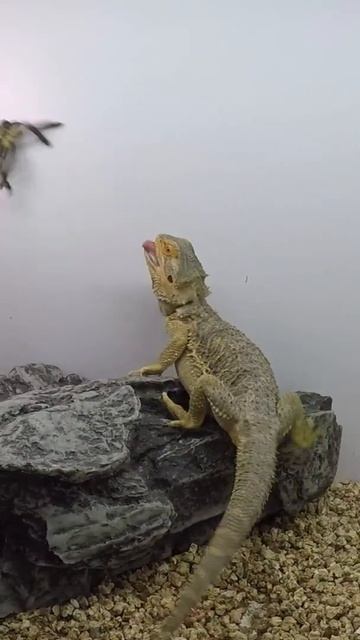 Bearded dragon attacks big black spider in terrarium #shorts Reptiles for mood смотреть онлайн