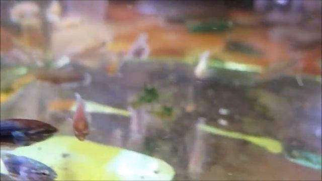 Video alevienes Salamander betta y blue dragon смотреть онлайн