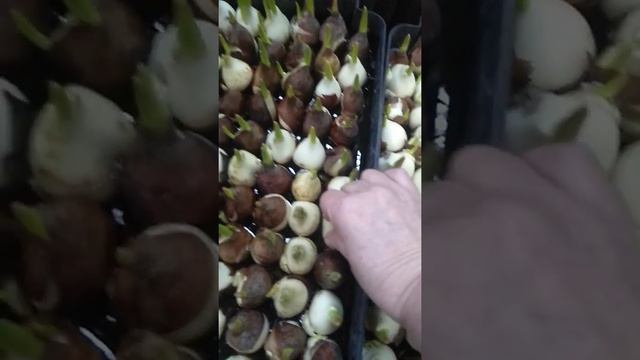 выгонка тюльпанов на 16января смотреть онлайн