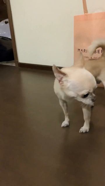 Чихуахуа заставит тебя комплексовать…