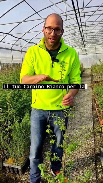 le siepi del parco Ducale di Parma sono tutte di Carpino Bianco. Lo sapevi? смотреть онлайн