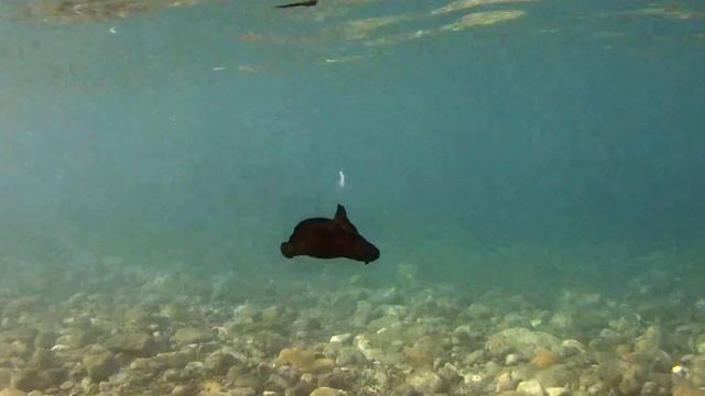 Lepre di mare ( Aplysia depilans ) смотреть онлайн