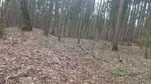 Красота! Деревья украшены рисунками, так приятно весной в Битцевском лесопарке Москвы!