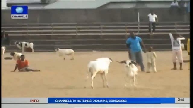 Video: Ram Runs To Safety! See Why смотреть онлайн