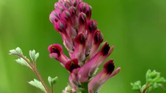 Fumaria Officinalis: Beneficios, Cómo Hacer La Infusión Y Contraindicaciones.