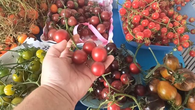 Третий обзор томатов на семена смотреть онлайн