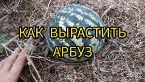 Как правильно выращивать арбузы