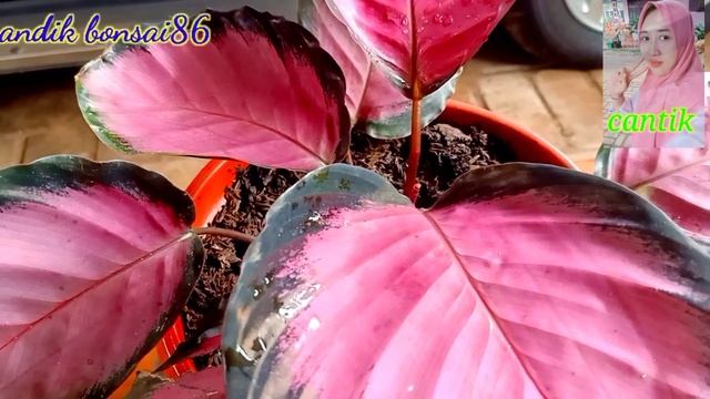 tanaman artis calathea blush смотреть онлайн