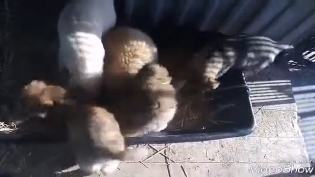 Покапаться в свежей соломе тоже счастье смотреть онлайн